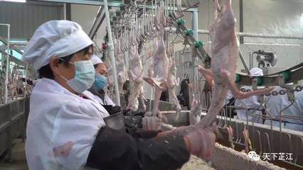 明友食品:年屠宰“芷江鸭”300万羽项目投产 填补“芷江鸭白条鸭”国内市场空白